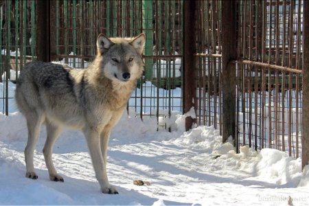 В Башкортостане возле деревни активизировались дикие волки