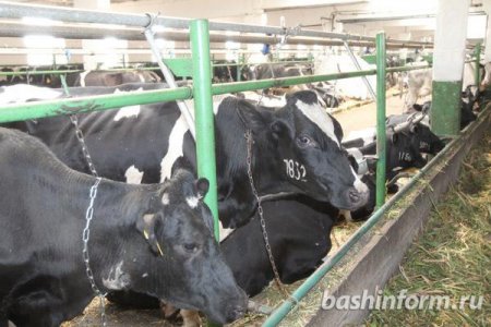 В Башкортостане на молочной ферме рабочего затянуло в транспортер для навозоудаления