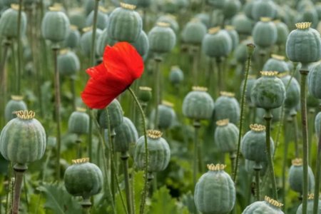 В России могут легализовать выращивание наркосодержащих растений