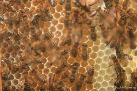 В Башкирии начнет работу мобильная лаборатория по выявлению заболеваний пчел
