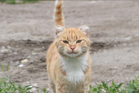 Жители Башкортостана смогут бесплатно вакцинировать домашних животных от бешенства