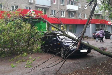 В Уфе на несколько автомобилей рухнули деревья