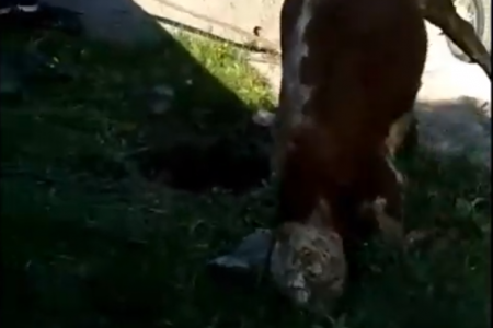 Корова простояла на голове в колодце до приезда спасателей в Башкортостане