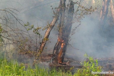 В Башкортостане горит 76 гектаров леса