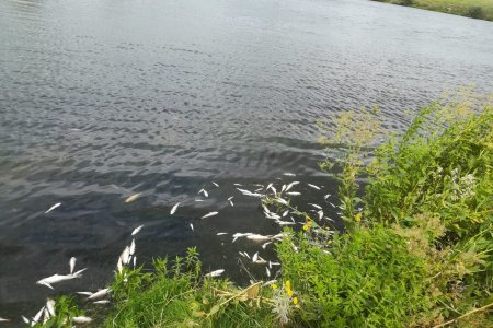 В МЧС подтвердили массовую гибель рыбы в озере села Толбазы