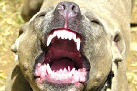 Загрызла насмерть: стали известны подробности нападения бойцовской собаки на женщину в Уфе