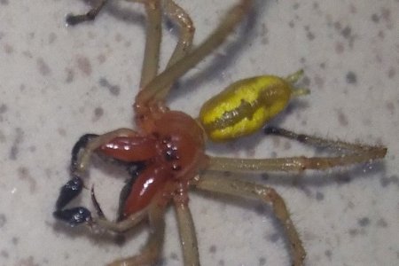 В Башкортостане нашли одного из самых ядовитых пауков в Европе