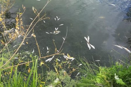 В Башкортостане назвали возможных виновников гибели рыбы на озере в селе Толбазы