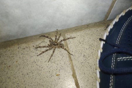 Под Стерлитамаком поймали крупного тарантула