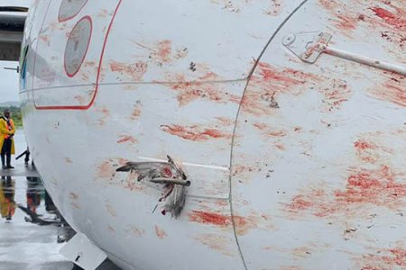 Самолет Москва – Уфа вернулся в аэропорт вылета из-за попадания птиц в лобовое стекло