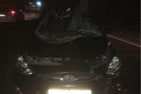 В Башкортостане водитель за рулем Hyundai Solaris насмерть сбил лося