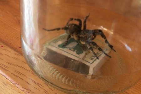 Башкортостан оккупировали ядовитые пауки