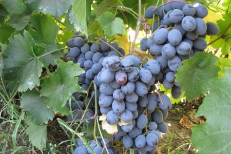 Кушнаренковский селекционный центр приглашает на сбор винограда: 1 кг за 70 руб