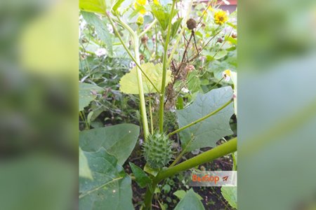 «Был похож на огурец»: трое детей в Башкортостане отравились семенами ядовитого растения