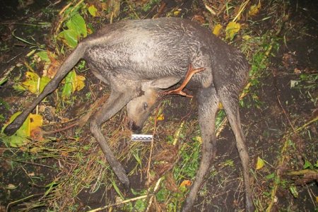 В Башкортостане браконьеры застрелили лося и протащили его на фаркопе