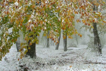 В Башкортостане прогнозируется временное установление снежного покрова