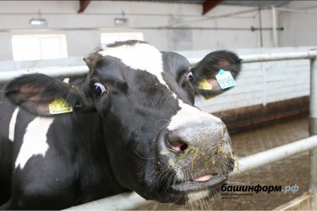 В Башкортостане пропало стадо коров на 10 млн рублей