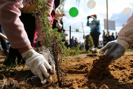 В честь Дня Республики состоится акция по посадке деревьев «Зеленая Башкирия»