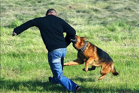 Что делать при нападении собаки. Советы МЧС