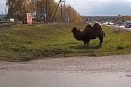 «Шелковый путь на генном уровне»: в Башкортостане по улицам разгуливает верблюд