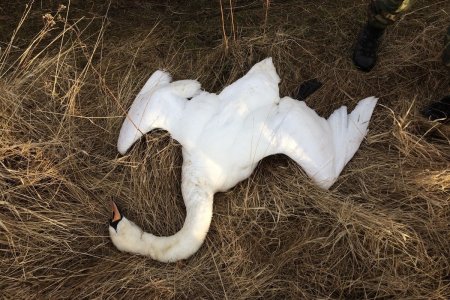 «Думал, это гуси»: житель Башкортостана застрелил лебедя