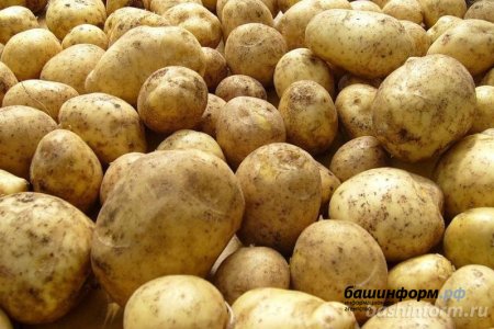 В Чишминском районе Башкортостана возбудили уголовное дело из-за кражи одного центнера картошки