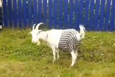 В Башкортостане сняли на видео козу в семейных трусах