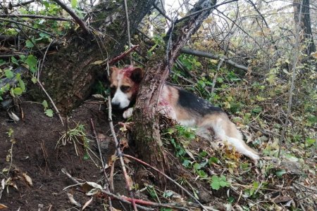 Ветеринары из Уфы спасли собаку: живодеры час избивали животное и проломили голову топором