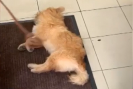 Умолял в слезах спасти: в Нижнекамске ветеринар отказалась принимать умирающую собаку