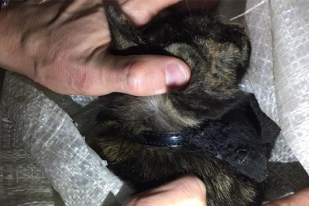 Пытался пронести гашиш в колонию: в соседнем Татарстане поймали кота-наркокурьера