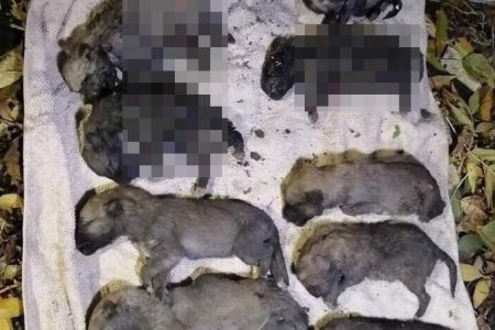 В МВД Башкортостана возбуждено уголовное дело по факту убийства щенков