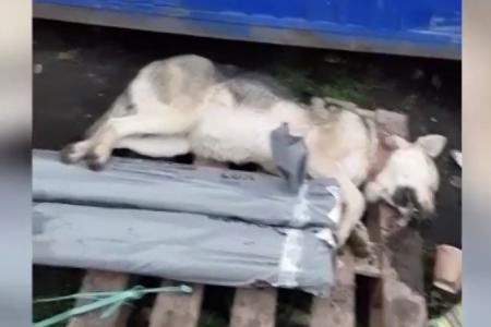 В Башкортостане неизвестные застрелили сторожевого пса на глазах у людей