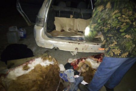 Житель Башкортостана прикармливал чужих коров, а затем убивал и отрезал уши