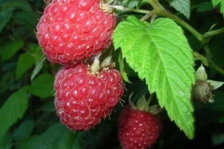 Фитотерапевт рассказал, какие ягоды помогут избежать простуды