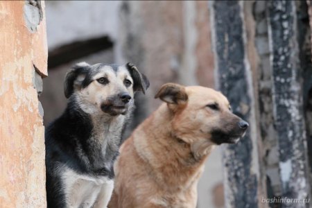 В Башкортостане на закон об ответственном обращении с животными не хватило бюджета