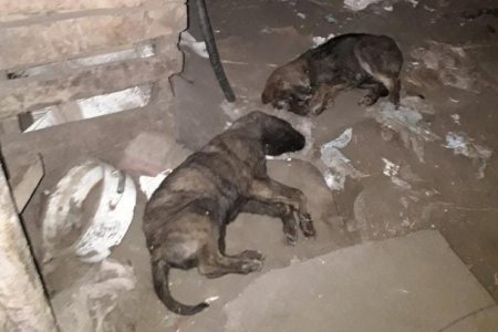 В Башкортостане хозяйку приюта для животных зоозащитники обвинили в гибели собак