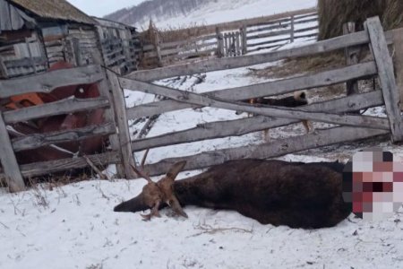 В Башкортостане неизвестные охотники пристрелили лося во дворе жилого дома