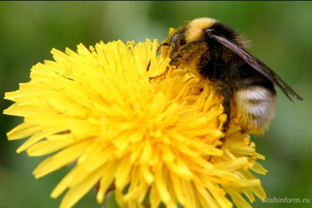 В Башкортостане предложили учредить День пчеловода