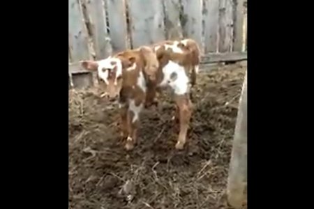 В одной из деревень Башкортостана родился теленок с пятью ногами